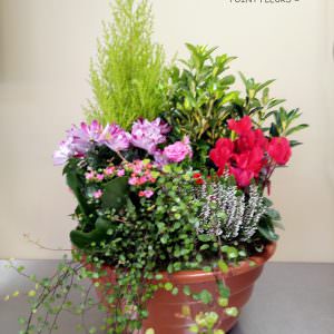 Jardin sauvage