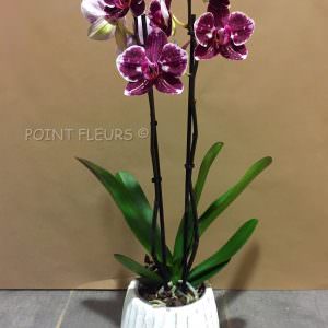 Phalaenopsis mauve
