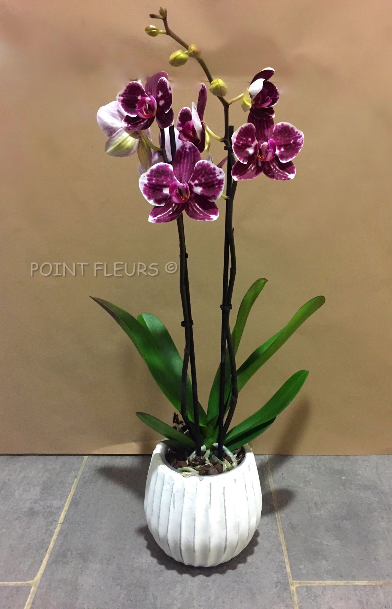 Phalaenopsis mauve - Point Fleurs