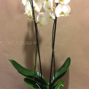 Phalaenopsis blanc