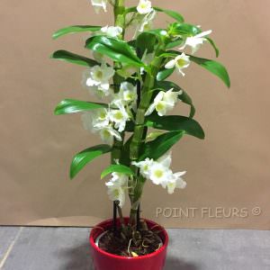 Dendrobium blanc