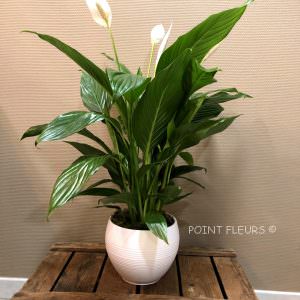 Spathiphyllum