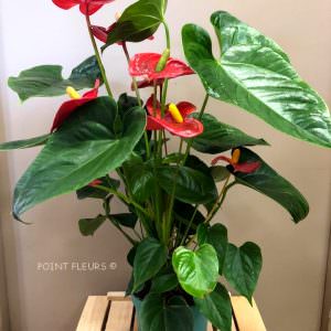Anthurium