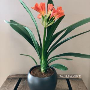 Clivia