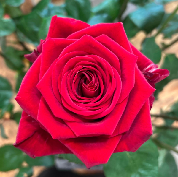 Rose rouge red naomi