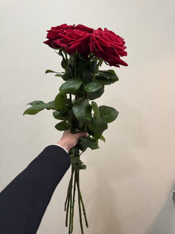 Rose rouge red naomi – Image 4
