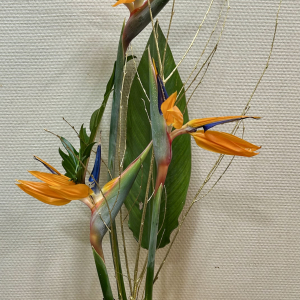 Composition de Strelitzia