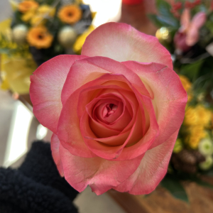 Rose Jumilia