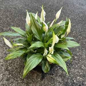 Spathiphyllum