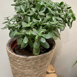 Crassula