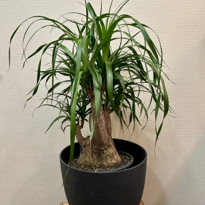 Beaucarnea