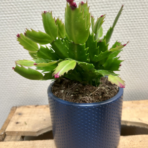 Schlumbergera