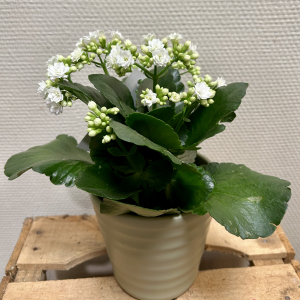 Kalanchoé