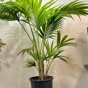 Kentia