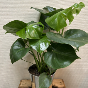 Monstera