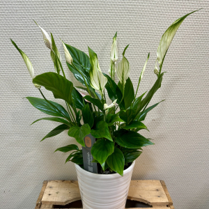 Spathiphyllum