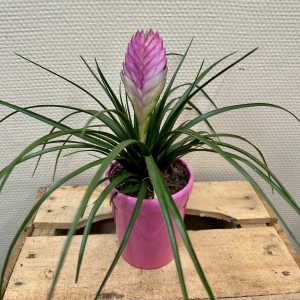 Tillandsia