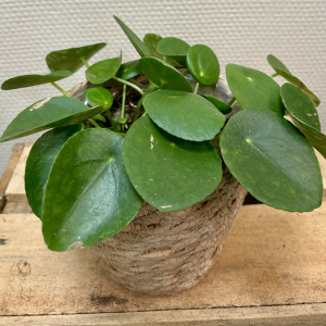 Pilea