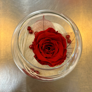 Rose éternelle
