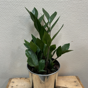 Zamioculcas