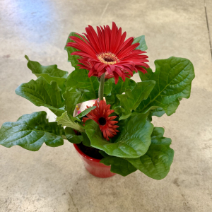 Gerbera