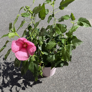 Hibiscus des marais