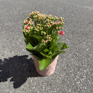 Kalanchoé