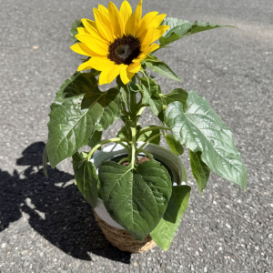 Tournesol